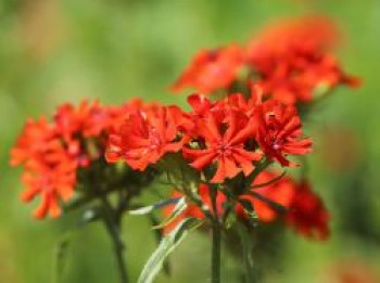 Lichtnelke, Brennende Liebe, Lychnis chalcedonica, Topfware von Lychnis chalcedonica