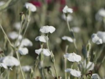 Weißblühende Vexiernelke 'Alba', Lychnis coronaria 'Alba', Topfware von Lychnis coronaria 'Alba'