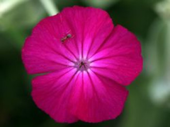Vexiernelke 'Atrosanguinea', Lychnis coronaria 'Atrosanguinea', Topfware von Lychnis coronaria 'Atrosanguinea'