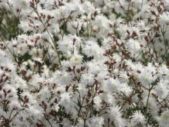 Kuckucks-Lichtnelke 'Petit Henry', Lychnis flos-cuculi 'Petit Henry', Topfware von Lychnis flos-cuculi 'Petit Henry'