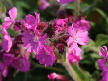 Bastard-Lichtnelke 'Rolly's Favourite' ®, Lychnis flos-jovis 'Rolly's Favourite' ®, Topfware von Lychnis flos-jovis 'Rolly's Favourite' ®