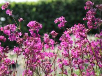 Pechnelke 'Feuer', Lychnis viscaria 'Feuer', Topfware von Lychnis viscaria 'Feuer'
