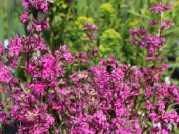 Pechnelke 'Splendens', Lychnis viscaria 'Splendens', Topfware von Lychnis viscaria 'Splendens'