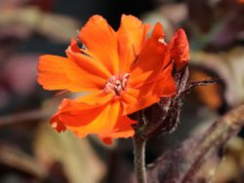 Lichtnelke 'Orange Zwerg', Lychnis x arkwrightii 'Orange Zwerg', Topfware von Lychnis x arkwrightii 'Orange Zwerg'
