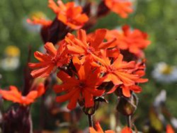 Lichtnelke 'Vesuvius', Lychnis x arkwrightii 'Vesuvius', Topfware von Lychnis x arkwrightii 'Vesuvius'