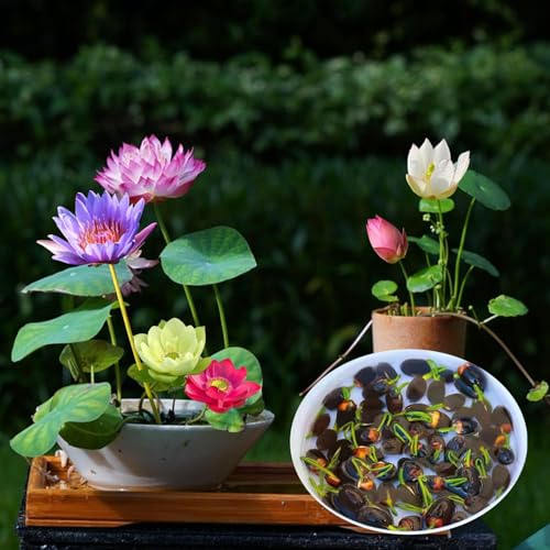 30Stücke Lotus Samen Wohnung Gemischt - Schalenlotus Samen winterharte pflanzen für Garten, Pflanzen Kräuter Samen, Lotusblume Samen, Bonsai Samen Blumen Balkon, Blumen Saatgut Schalenlotus Samen von Lycosidae