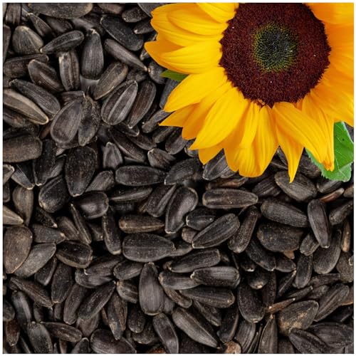 Lyra Pet® | 25 kg Sonnenblumenkerne Schwarz | Wildvogelfutter Ganzjährig | Ideal für Kleine Vögel | Vogelfutter für Gartenvögel | Mit Höchstem Ölgehalt | Spendet Energie im Sommer und Winter Lyra Pet® | 25 kg Sonnenblumenkerne Schwarz | Wildvogelfutter Ganzjährig | Ideal für Kleine Vögel | Vogelfutter für Gartenvögel | Mit Höchstem Ölgehalt | Spendet Energie im Sommer und Winter von Lyra Pet