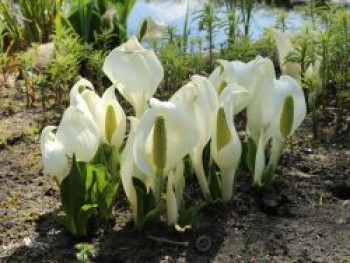 Ostasiatische Weiße Scheinkalla, Lysichiton camtschatcensis, Topfware von Lysichiton camtschatcensis