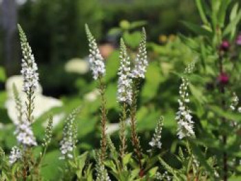 Felberich 'Candela', Lysimachia clethroides 'Candela', Topfware von Lysimachia clethroides 'Candela'