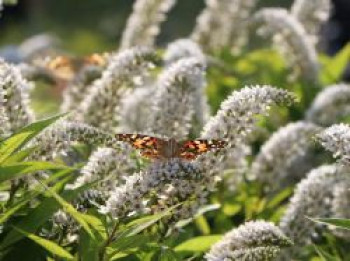 Schnee-Felberich, Lysimachia clethroides, Containerware von Lysimachia clethroides