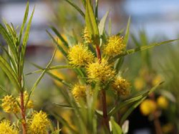 Straußblütiger Gilbweiderich, Lysimachia thyrsiflora, Topfware von Lysimachia thyrsiflora