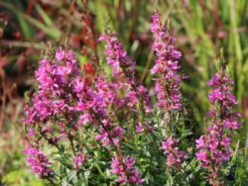 Blut-Weiderich 'Robert', Lythrum salicaria 'Robert', Containerware von Lythrum salicaria 'Robert'