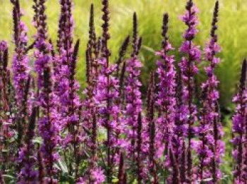 Blut-Weiderich, Lythrum salicaria, Topfware von Lythrum salicaria