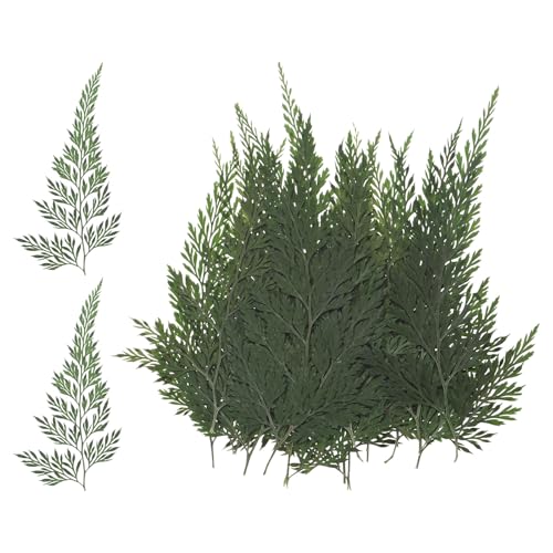 M METERXITY 24er-Pack Gepresste Getrocknete Blumenblätter, Echte Natürliche Farnblätter Getrocknete Pflanze M METERXITY 24er-Pack Gepresste Getrocknete Blumenblätter, Echte Natürliche Farnblätter Getrocknete Pflanze von M METERXITY