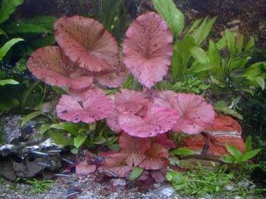 Mühlan Wasserpflanzen 3 rote Tigerlotus ca. 5 cm Austrieb mit Knolle von Mühlan Wasserpflanzen