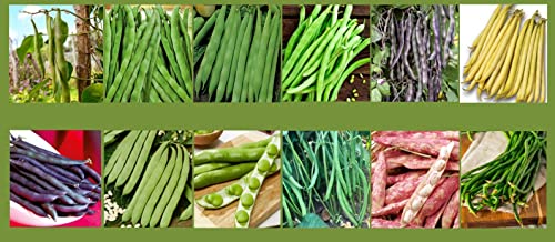Bohnensamen Set Mix Garten Bohnen Samen Profisaatgut Saatgut 12 Sorten Quedlingburger Speck Saxa Jutta Bohnensamen Set Mix Garten Bohnen Samen Profisaatgut Saatgut 12 Sorten Quedlingburger Speck Saxa Jutta von M4D