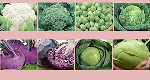 Kohlsamen Set 8 Sorten Profisaatgut Kohlrabi Saatgut Rotkohl Wirsing Rosenkohl von M4D