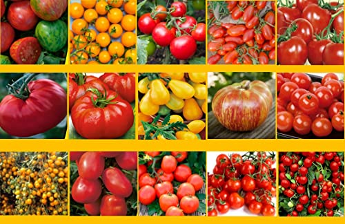 Tomatensamen Set 15 Sorten, San Marzano, Moneymaker, Tomaten Samen Profisaatgut Cour di Bue von M4D