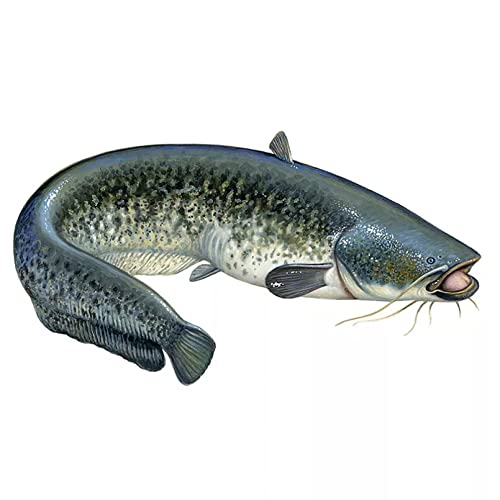 MACMRD Auto Aufkleber Personalisierte Mode Wels Auto Aufkleber PVC Auto Motorrad Aufkleber wasserdichte Dekoration MACMRD Auto Aufkleber Personalisierte Mode Wels Auto Aufkleber PVC Auto Motorrad Aufkleber wasserdichte Dekoration von MACMRD