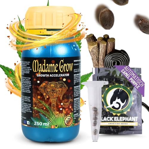 MADAME GROW - Camel Purple Auto Samen + Bio Growth Accelerator 250 ml, Schnellblühende Automatik-Hybride, 75% Indica, Wurzelstimulator und Natürlicher Wachstumsbeschleuniger MADAME GROW - Camel Purple Auto Samen + Bio Growth Accelerator 250 ml, Schnellblühende Automatik-Hybride, 75% Indica, Wurzelstimulator und Natürlicher Wachstumsbeschleuniger von MADAME GROW