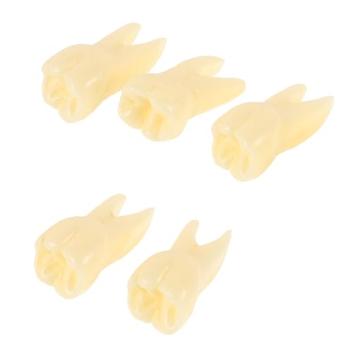 MAGICLULU 5 Stück Realistisches Zahnmodell Lebensechte Zähne Nachbildung Kompaktes Dekoratives Zahnteil Anschauliches Simulationsmodell zur Zahnstruktur Erklärung und Lernförderung MAGICLULU 5 Stück Realistisches Zahnmodell Lebensechte Zähne Nachbildung Kompaktes Dekoratives Zahnteil Anschauliches Simulationsmodell zur Zahnstruktur Erklärung und Lernförderung von MAGICLULU