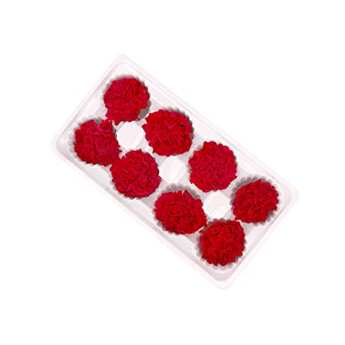 MAGICLULU 8 Stücke 4-5cm Rot Ewige Nelke Getrocknete Blumen für Romantische Geburtstag MAGICLULU 8 Stücke 4-5cm Rot Ewige Nelke Getrocknete Blumen für Romantische Geburtstag von MAGICLULU