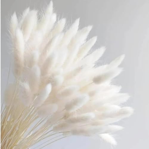 Boho Dekor,120 Stück Hasenschwanz-Trockenblumen, weiß, natürliches trockenes Pampas-Kaninchenschwanz-Gras für Vasen-Arrangement, Hochzeit, Zuhause, Hotel, Dekoration, weiß von MANGOUSONG