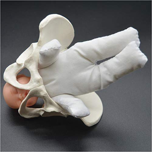 MAQRLT Weibliche Pelvis-Geburtstagsmodell, Mini-Weibliches Becken und Babymodell, Standard-Geburt Simulator mit Modellen von Baby-Becken, für Studienanzeige Unterrichtsmedizin MAQRLT Weibliche Pelvis-Geburtstagsmodell, Mini-Weibliches Becken und Babymodell, Standard-Geburt Simulator mit Modellen von Baby-Becken, für Studienanzeige Unterrichtsmedizin von MAQRLT