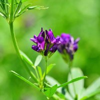 Markenlos - Luzerne 1 kg Medicago sativa Alfalfa Schneckenklee Ewiger Klee Nutzpflanze Saat von MARKENLOS
