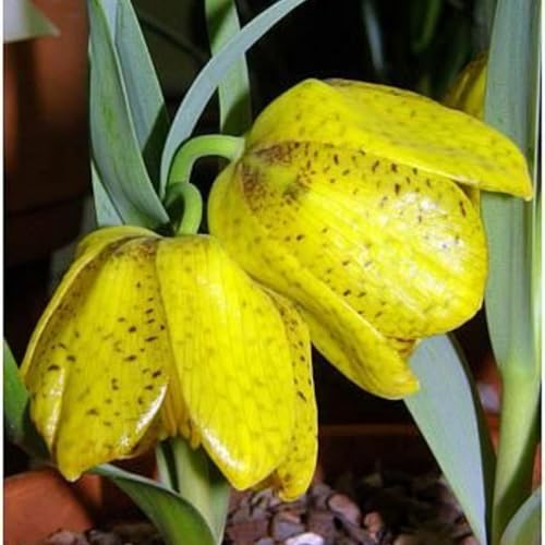 Schachbrettblumenzwiebeln Einfache Topfpflanzung Herbst oder Frühling Drinnen oder draußen Verschiedene Farben Garten-2 zwiebeln-C von MBJKDGV