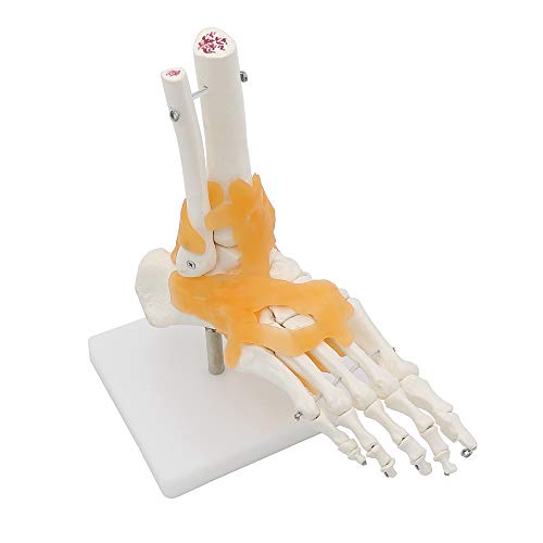 Menschliches Maßstab 1:1 Skelett Ligament Fußgelenk Anatomi Kal Anatomie Medizinisches Modell menschliche Statuen Skulpturen Hohe Qualität von MBLUE