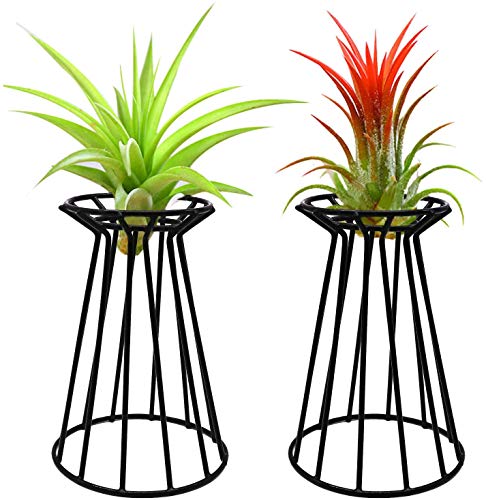 MCDSAJ Tillandsia-Halter für Luftpflanzen, 15,2 cm, schwarzes Eisen, Pflanzenständer für Zuhause, Büro, Geschenkidee, für den Innenbereich, große Xerographica Luftpflanzenbehälter, 2 Stück von MCDSAJ