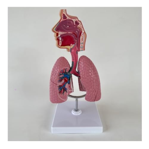 MCLIUJIA Modell Der Anatomie Modell Der Inneren Atmungsorgane des Menschen. Abnehmbare Menschliche Innere Organe. Nasopharyngeale Anatomie Medizinisches Modell MCLIUJIA Modell Der Anatomie Modell Der Inneren Atmungsorgane des Menschen. Abnehmbare Menschliche Innere Organe. Nasopharyngeale Anatomie Medizinisches Modell von MCLIUJIA