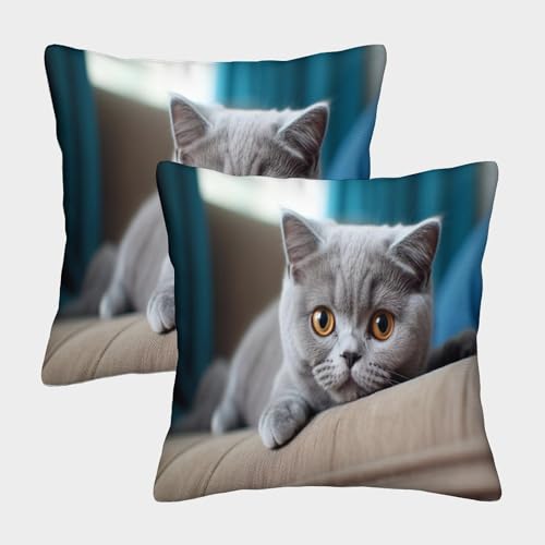 MEFESE Britisch-Kurzhaar-Katze 2er Set Kissenbezüge Mit Reißverschluss Blaue Katze - Dekorative Kopfkissenbezüge Für Sofa, Schlafzimmer, Auto - Geeignet Für Allergiker 40x40cm Kissenhülle von MEFESE