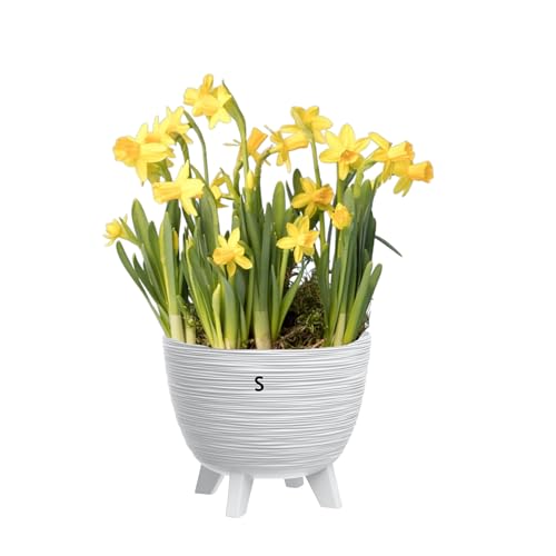 MELTOM Blumentopf mit Füßen aus Kunststoff Schale Rund Kräutertopf 3D Rillen (Weiß, S-24cm) von MELTOM