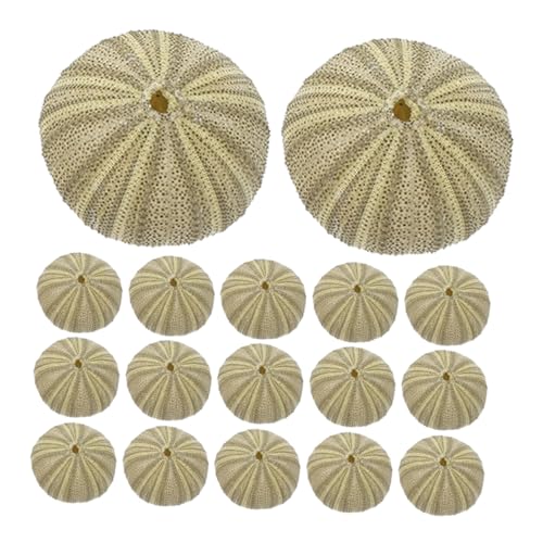 MERRYHAPY 18 Stück Teiliges Grüne Seeigelmuscheln für Basteln und Dekoration Natürlicher Vase füller und Aquarium Ornamente Vielseitige Desktop deko DIY handwerksmaterial von MERRYHAPY