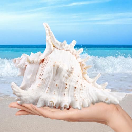 MEYAGOT Natürliche Muscheln,18-20cm Große Natürliche Muschelschalen,Große Muscheln Zum Basteln,Riesige Ocean Muschel Für DIY Handwerk Dekor,Strand-Mottopartys,Hochzeitsdekor von MEYAGOT