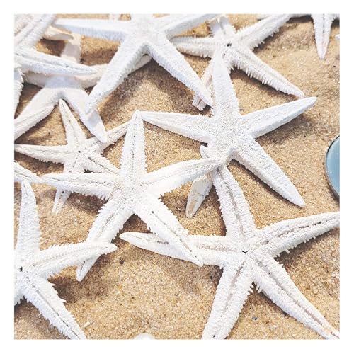 MGS SHOP SEESTERN - Mix 20 er - Set echte Seesterne Deko - Starfish im Karton zum Dekorieren & Basteln (Weiß) von MGS SHOP