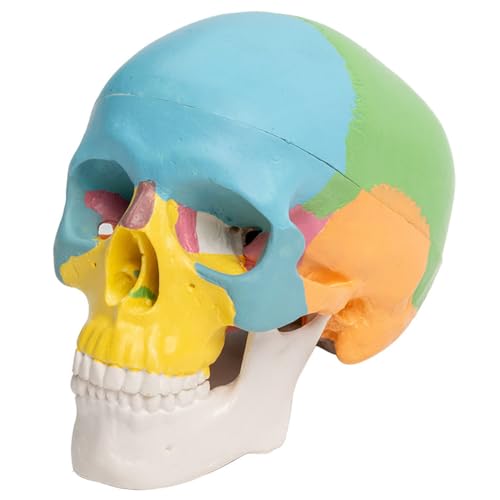 Anatomisch zerlegtes Totenkopf-Modell, menschliche Organe, abnehmbares Wissenschaftsanatomie-Modell zum Lernen von MHADBKH