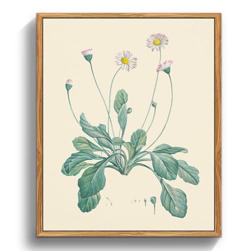 MHARTK66 Vintage Botanisch Leinwand Bilder mit Rahmen Holz, 20x25 cm Klein Wandbilder Wohnzimmer Gänseblümchen Flowering Plants Bild Aesthetic, Wanddeko Schlafzimmer Badezimmer Büro Zimmer von MHARTK66