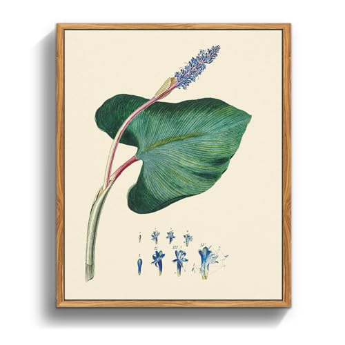 MHARTK66 Vintage Botanisch Leinwand Bilder mit Rahmen Holz, 20x25 cm Klein Wandbilder Wohnzimmer Hechtkraut Wasserpflanze Bild Aesthetic, Illustration Wanddeko Schlafzimmer Badezimmer Büro Zimmer von MHARTK66