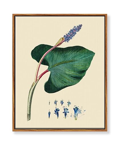 MHARTK66 Vintage Botanisch Leinwand Bilder mit Rahmen Holz, 30x40 cm Wandbilder Wohnzimmer Hechtkraut Wasserpflanze Bild Aesthetic, Illustration Wanddeko Schlafzimmer Badezimmer Büro Zimmer von MHARTK66