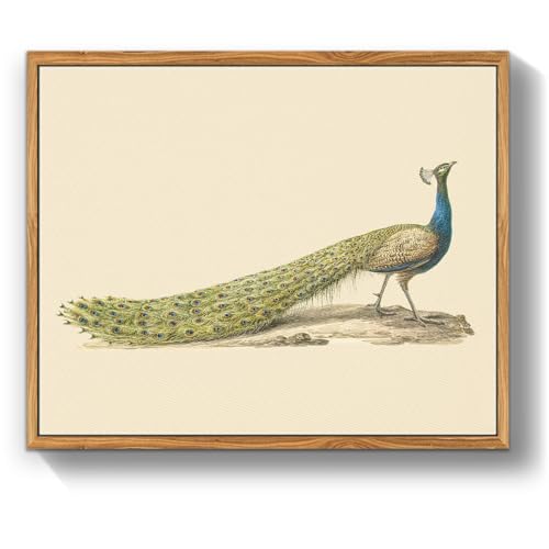 MHARTK66 Vintage Vogel Leinwand Bilder mit Rahmen Holz, 30x40 cm Wandbilder Wohnzimmer Blauer Pfau Bild Aesthetic, Tier Illustration Wanddeko Schlafzimmer Badezimmer Büro Zimmer von MHARTK66