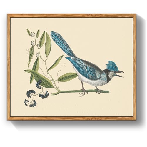 MHARTK66 Vintage Vogel Leinwand Bilder mit Rahmen Holz, 30x40 cm Wandbilder Wohnzimmer Blauschopfhäher Bild Aesthetic, Tier Illustration Wanddeko Schlafzimmer Badezimmer Büro Zimmer von MHARTK66