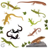 Wandtattoo "Eidechsen" Kinderzimmer Jugendzimmer Dschungel Eidechse Wandtattoo "Eidechsen" Kinderzimmer Jugendzimmer Dschungel Eidechse von MHBilder