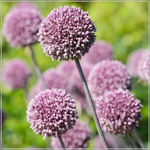 Allium Zwiebeln,Blumenzwiebeln,Winterharte Stauden, Zierblumen,Accessoires, Runde Blumen,Schnittblumen, Allium Zwiebeln Winterhart,Bienenfreundlich-3zwiebeln-C von MHOLDC