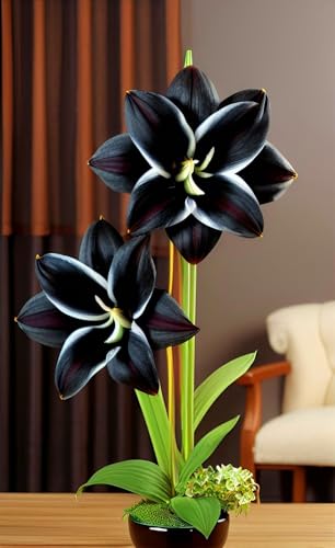 Amaryllis Rhizome,Amaryllis,Amaryllis Winterhart,Amaryllis Rhizome Winterhart,Garten Rhizome-2 Rhizome-B von MHOLDC