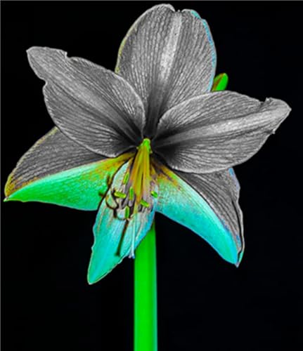 Amaryllis Rhizome,Amaryllis,Amaryllis Winterhart,Amaryllis Rhizome Winterhart,Garten Rhizome-2 Rhizome-C Amaryllis Rhizome,Amaryllis,Amaryllis Winterhart,Amaryllis Rhizome Winterhart,Garten Rhizome-2 Rhizome-C von MHOLDC