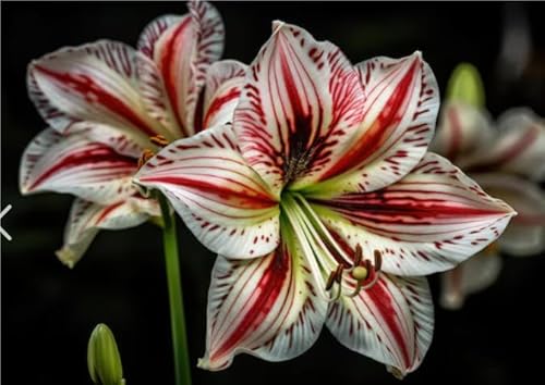 Amaryllis Rhizome,Amaryllis,Amaryllis Winterhart,Amaryllis Rhizome Winterhart,Garten Rhizome-3 Rhizome-G Amaryllis Rhizome,Amaryllis,Amaryllis Winterhart,Amaryllis Rhizome Winterhart,Garten Rhizome-3 Rhizome-G von MHOLDC