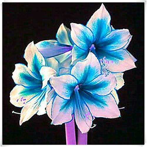 Amaryllis Rhizome,Garten Rhizome,Amaryllis,Amaryllis Winterhart,Amaryllis Rhizome Winterhart-4 Rhizome-A Amaryllis Rhizome,Garten Rhizome,Amaryllis,Amaryllis Winterhart,Amaryllis Rhizome Winterhart-4 Rhizome-A von MHOLDC